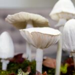Papírové huby v květináčích: geniální trik proti plísním a hnilobě