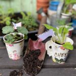 Papírové kelímky místo květináčů: jednoduchý trik na předpěstování sazenic