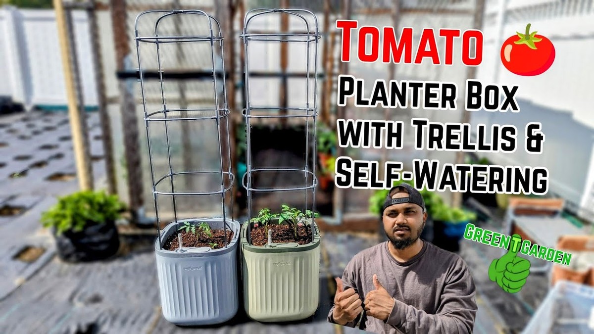 Papírové krabice pod rajčata šetří vodu o 40 procent – jak na to - image 1