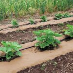 Papírové role pod mulčem zabraňují plevelům bez chemie – znají to jen zkušení pěstitelé