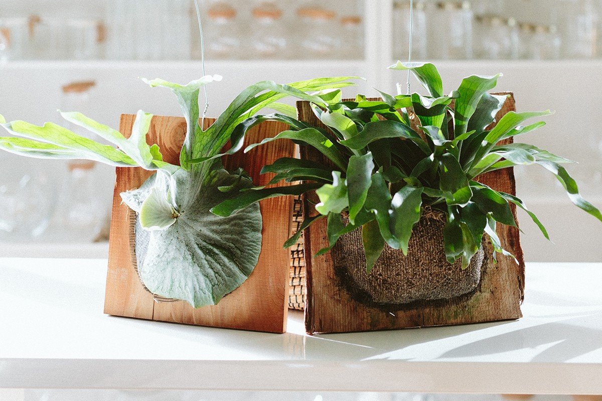 Papírové ručníky pod květináče chrání parkety a drží vlhkost - image 2