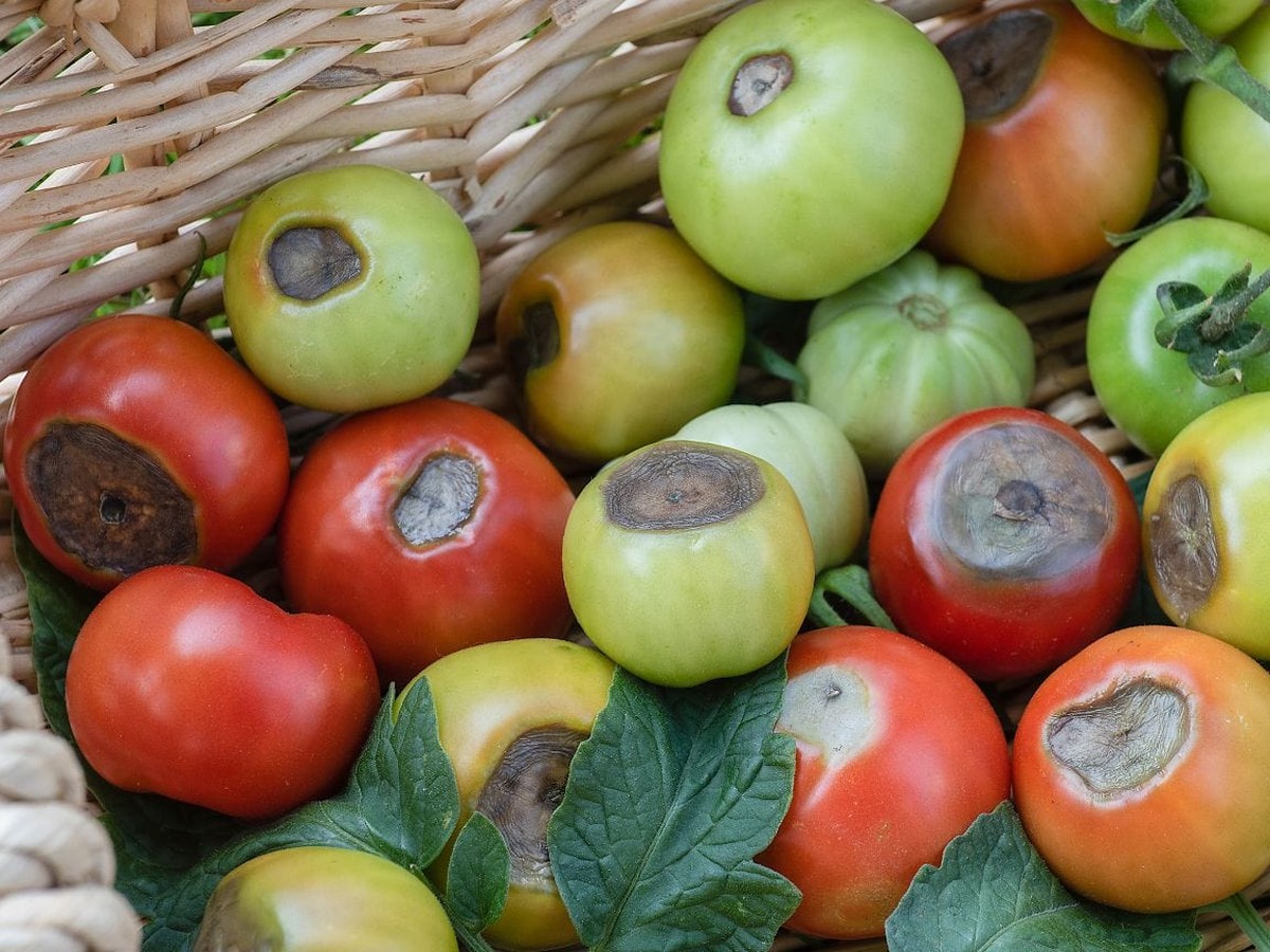 Papírové ručníky pod rajčaty: trik proti hnilobě, který znají jen staré babičky - image 2