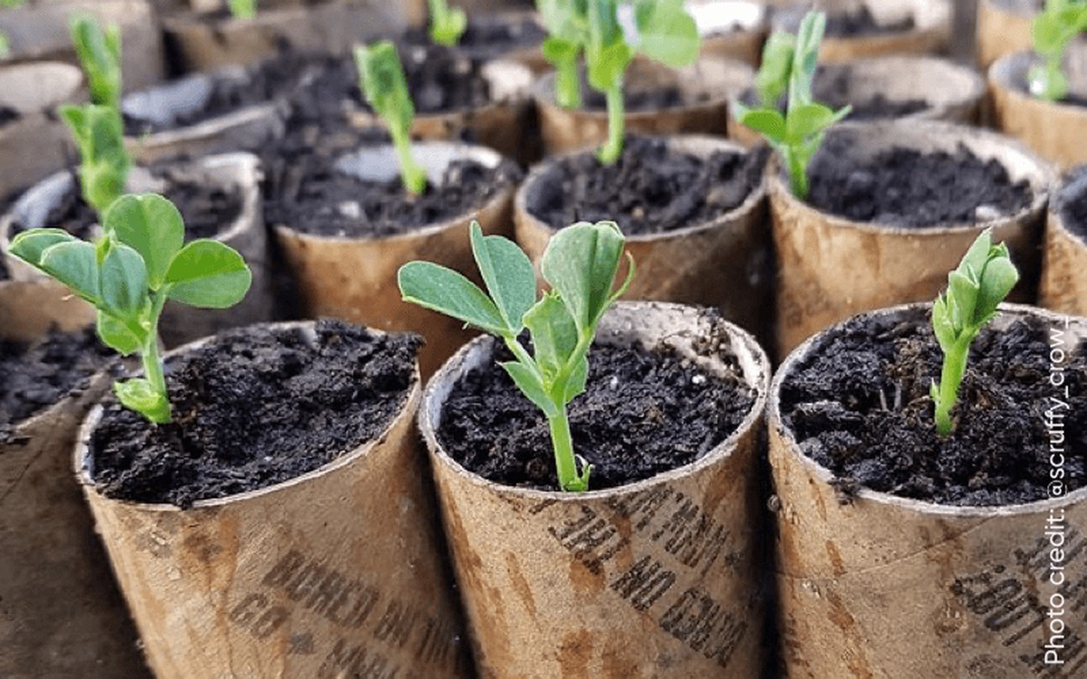 Papírové toaletní role jako záhradní pomocník – 5 věcí, které někdo skrývá