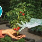 Papírové utěrky pod květináči: proč zahradníci ušetří 40% vody