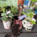 Papírový kelímek místo květináče: geniální řešení, které vám šetří místo i peníze