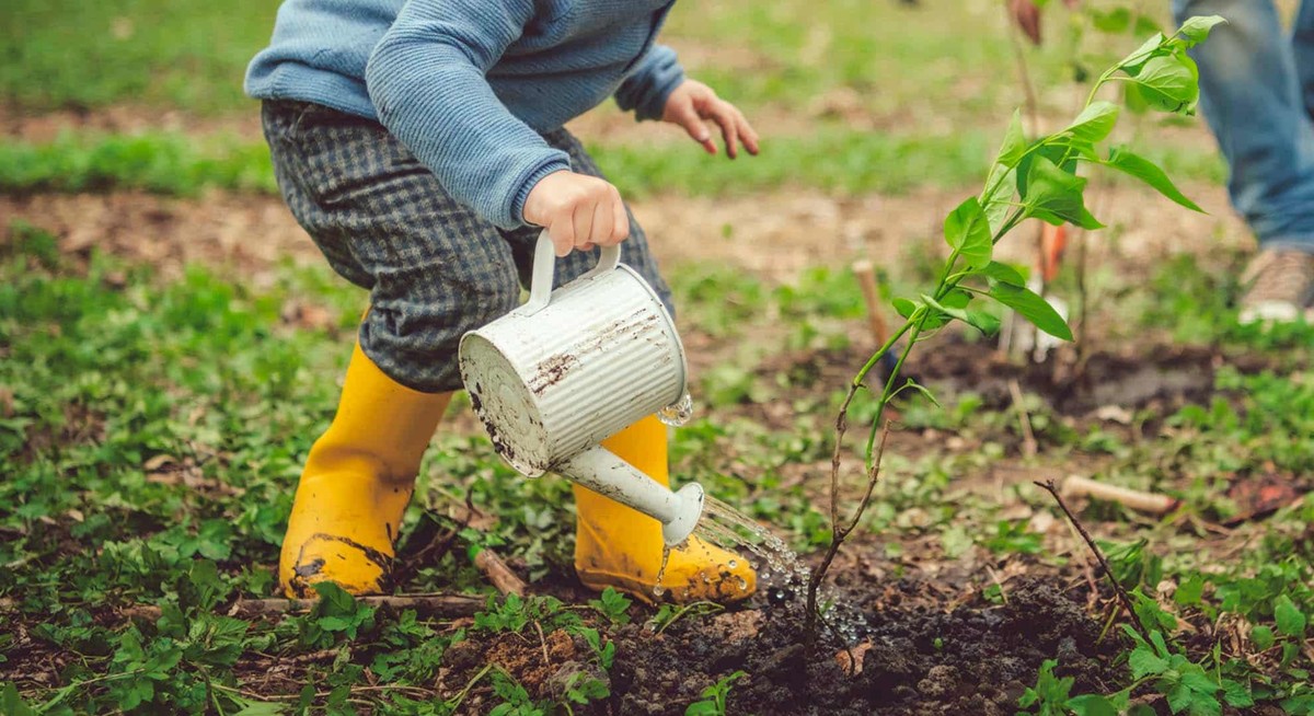 Papírový ručník pod mulčem ušetří vám 40% zalévání v létě - image 2