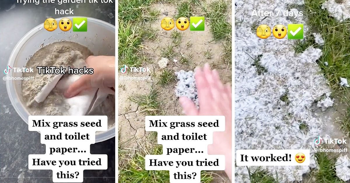 Papírový toaletní papír pod mulč: geniální řešení proti plevelům bez chemie - image 1