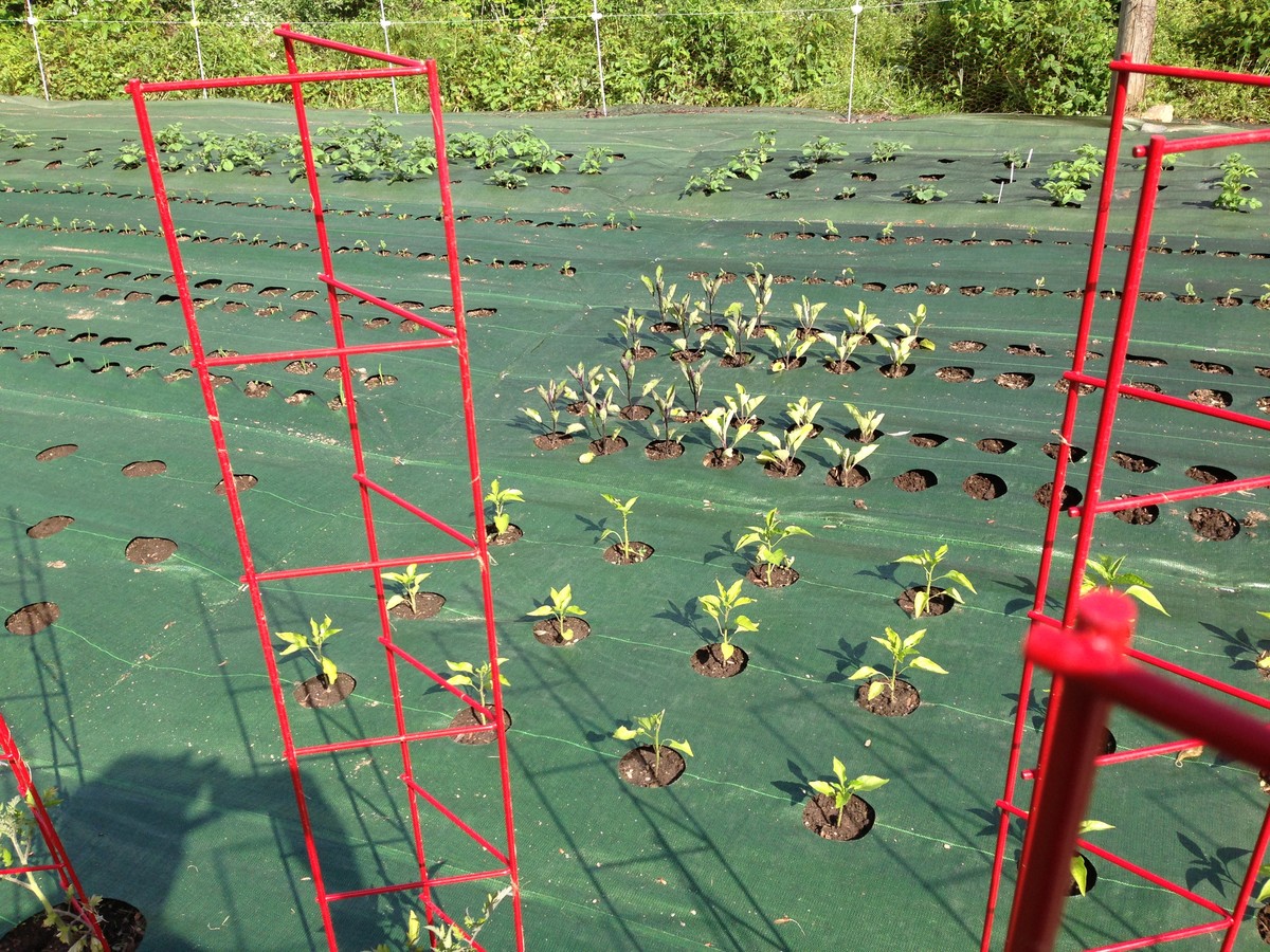 Pergamen na zemi zahrady: jednoduchý systém proti plevům