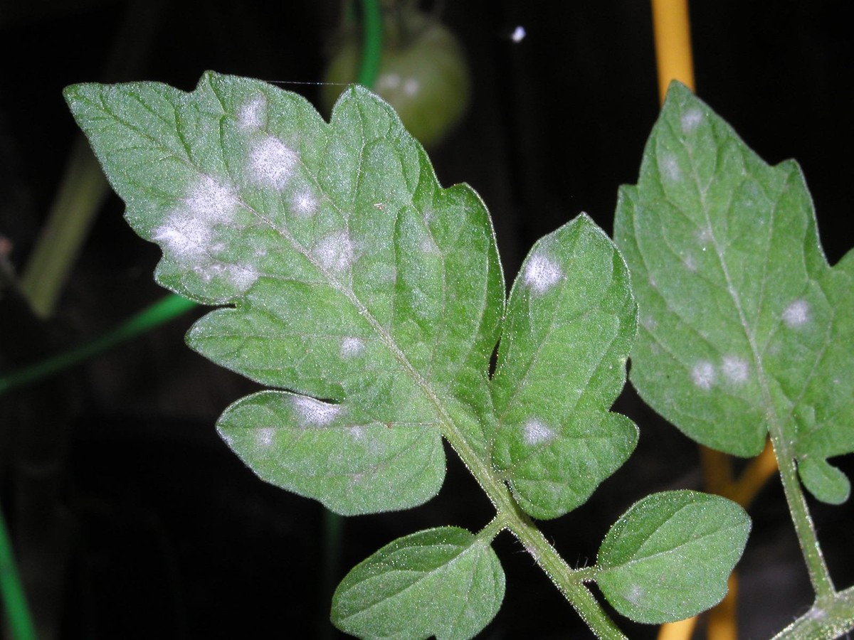 Perlivá voda na listy rajčat: vědecký hack proti houbovým chorobám - image 2