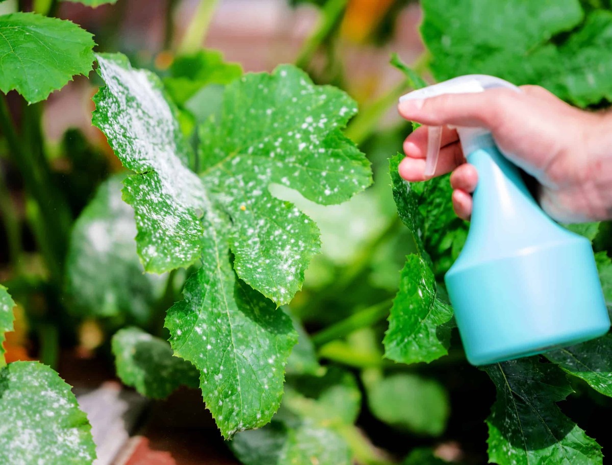 Pestrec na listech rajčat: jak ho porazit jedinou směsí z kuchyně - image 1