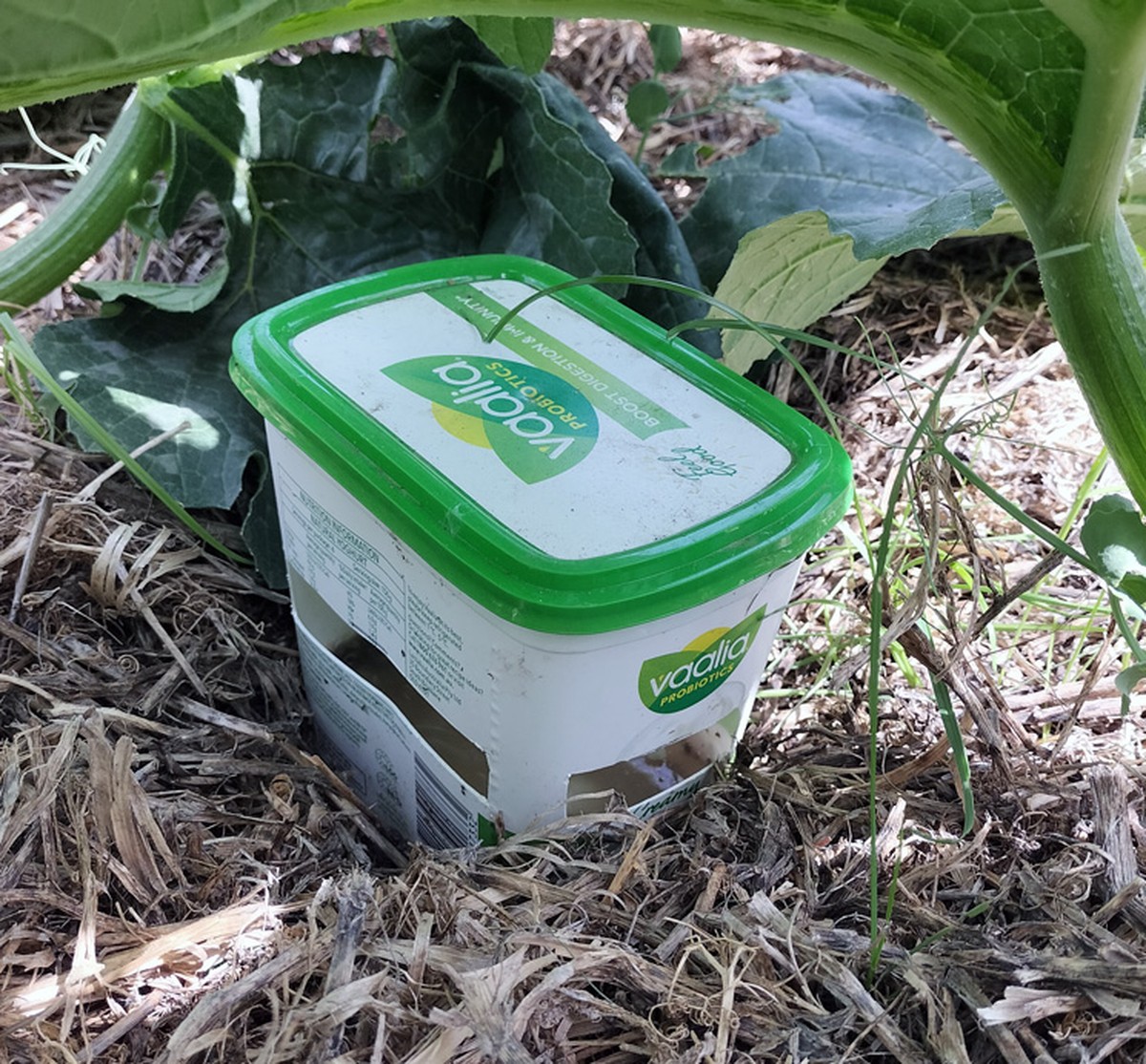 Pivní pasti proti slimákům: proč to funguje lépe než nový preparat - image 2