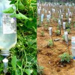 Plastová láhev s otvory: jak zavlažovat rajčata bez marnotratného vody