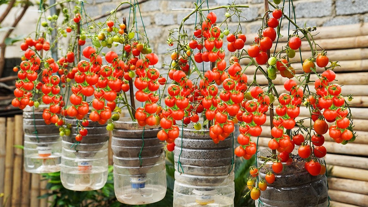 Plastová láhev s otvory: jak zavlažovat rajčata bez marnotratného vody - image 2