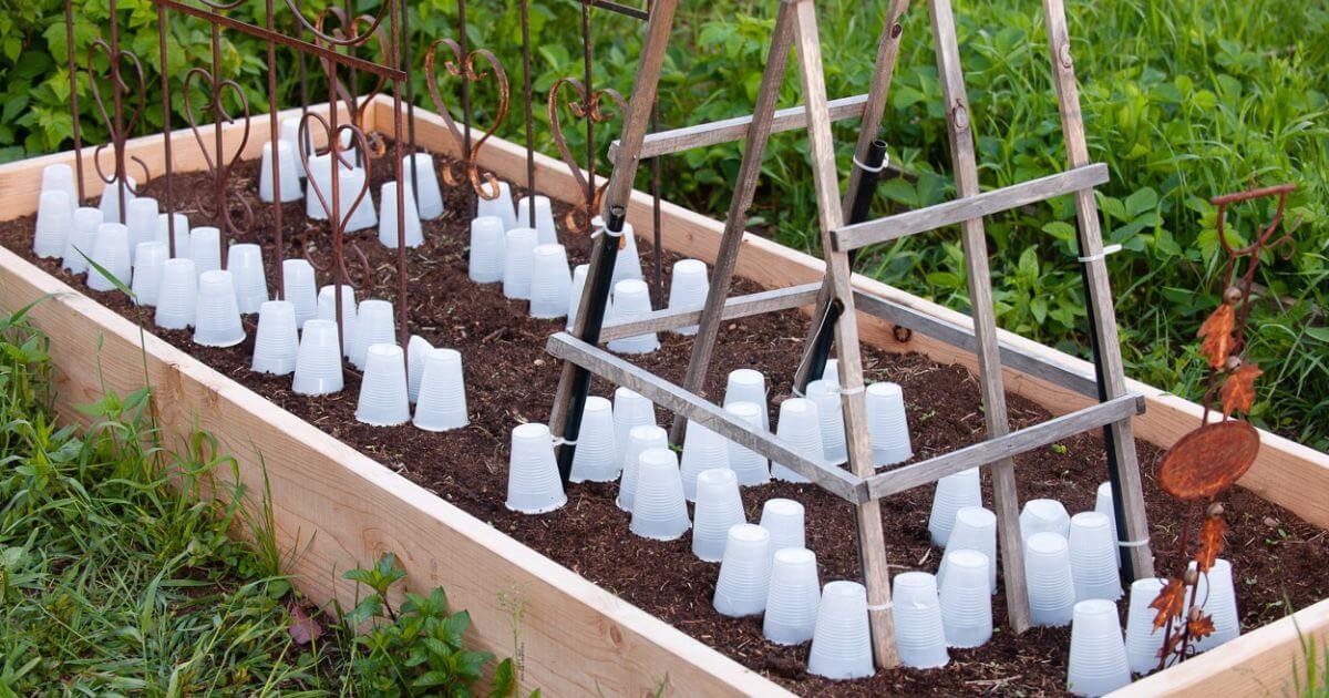 Plastové lahve jako závěsy: jednoduchý trik na chránění sazenic před mrazem - image 1