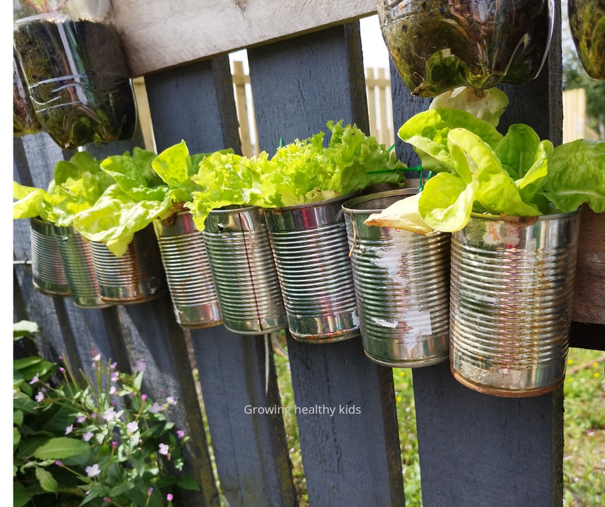 Prázdná konzervka jako nástroj na pletí: co se děje v malé zahradě - image 1