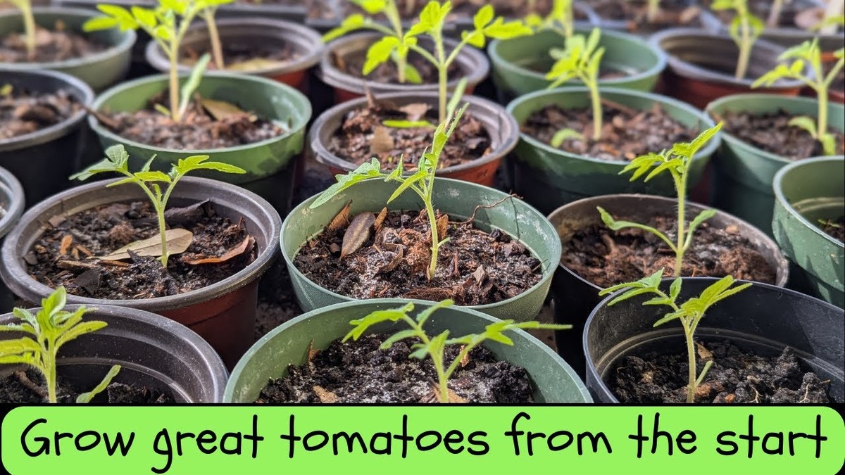 Proč agronomi řeknou "vždy sázejte mesíc staré sadby, nikoli nové"