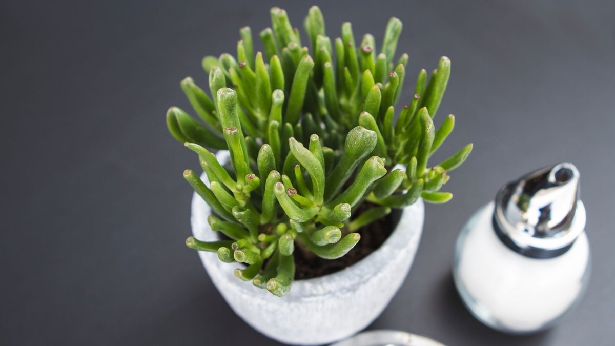 Proč odborní zahradníci vždy sypou sůl do vody na zalévání? Odpověď vás překvapí - image 2