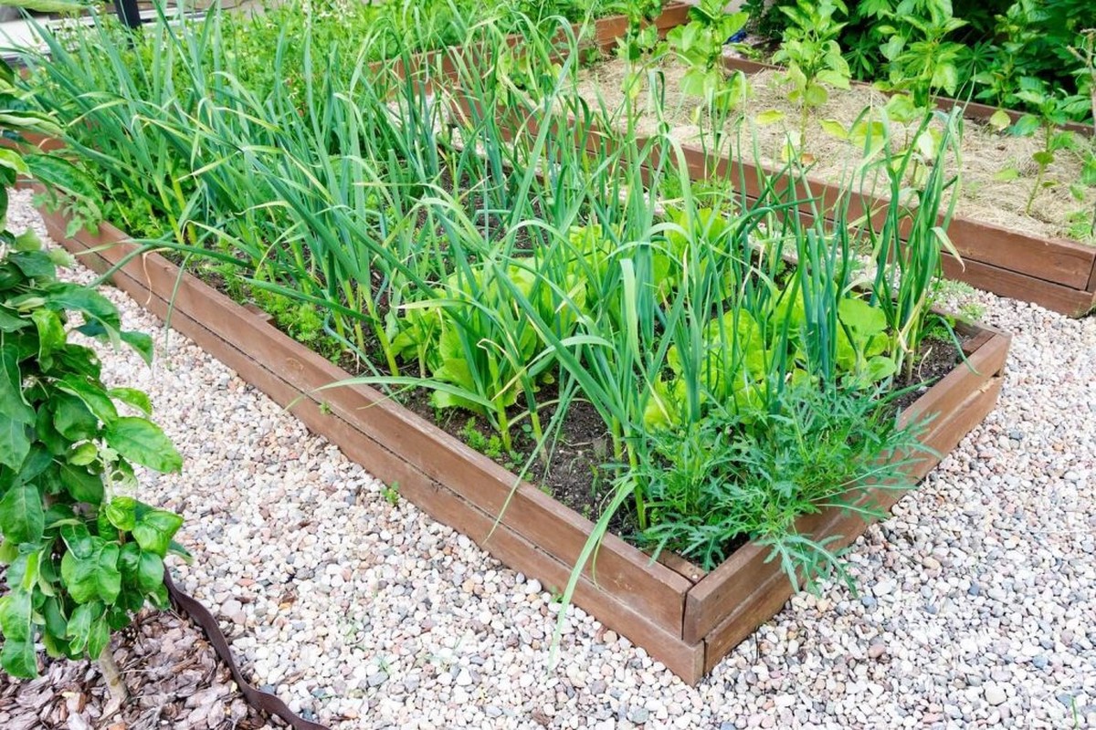 Proč profesionální zahradníci vždy sázejí česnek kolem bylinek