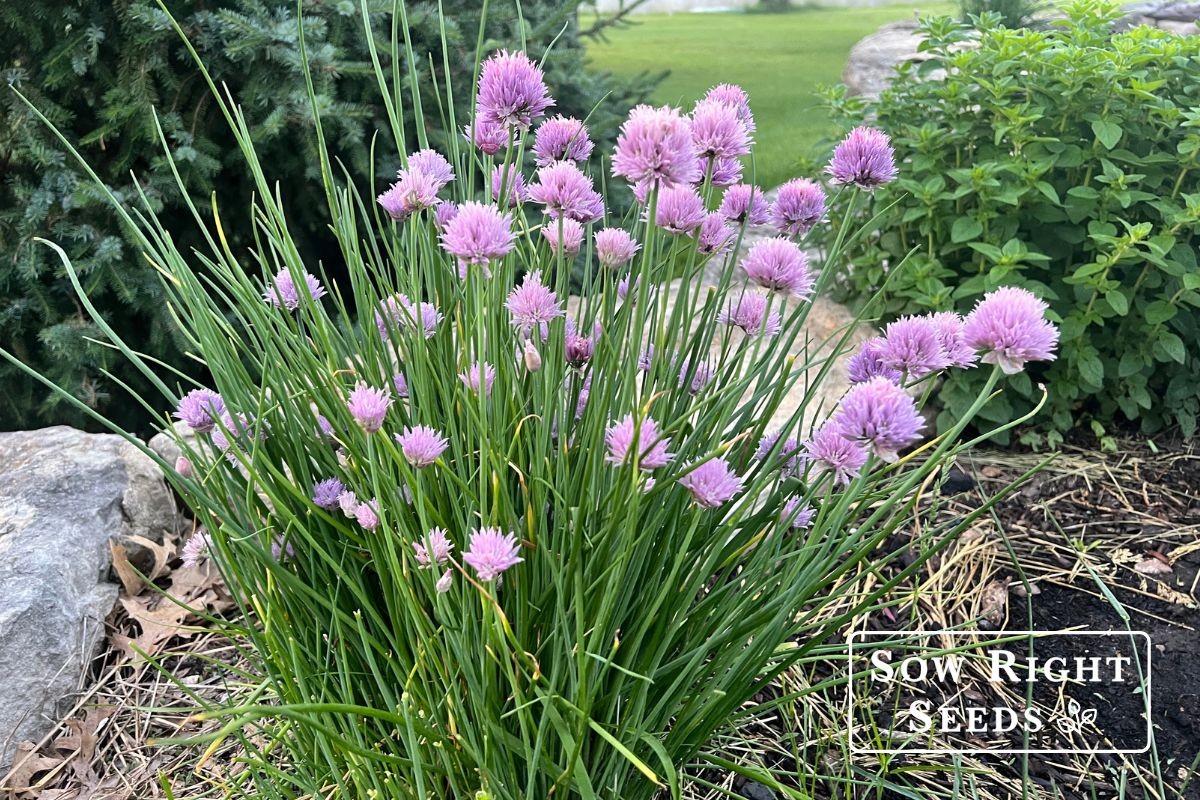 Proč profesionální zahradníci vždy sázejí česnek kolem bylinek - image 1