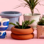 Proč se agronomi drží vzdáleni běžným květináčům – málo vám doma řekli