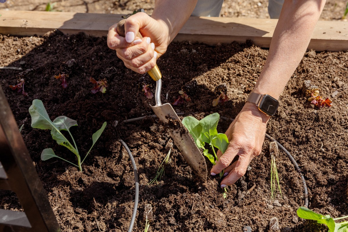 Proč zahrádkáři vždycky přidávají písek do záhonu na jaře - image 1