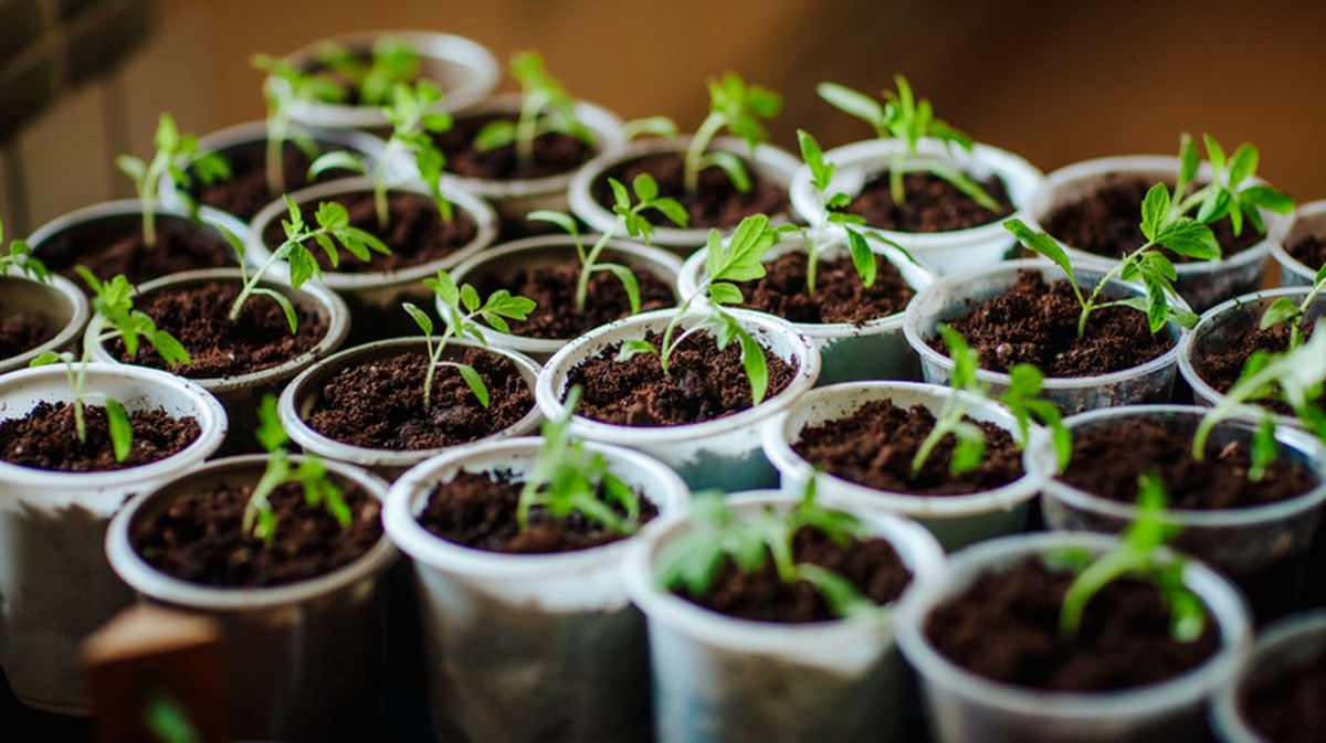 Proč zelináři vždy přidávají ocet před zasazením sazenic - image 1