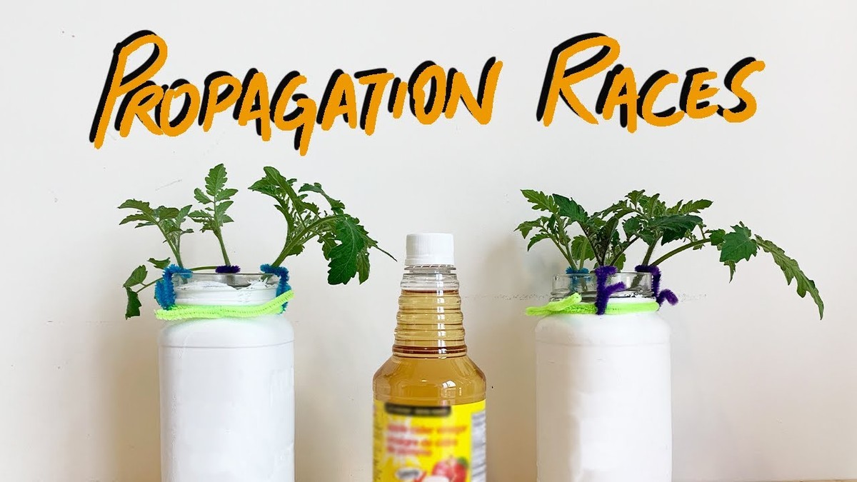 Proč zelináři vždy přidávají ocet před zasazením sazenic - image 2