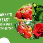 Proč zkušení zahradníci vždycky přidávají droždí do půdy