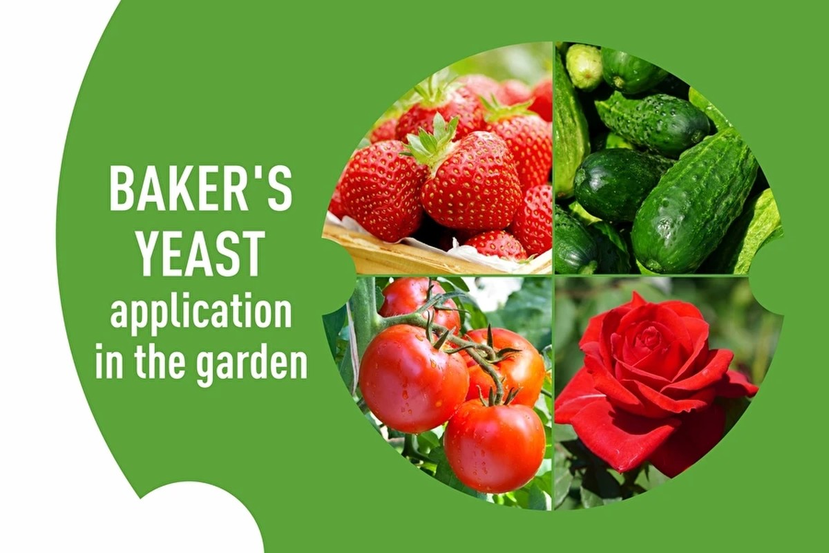 Proč zkušení zahradníci vždycky přidávají droždí do půdy