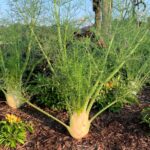 Profesionální pěstitelé prozradili: kterou bylinu si nesmíte posadit vedle rajčat