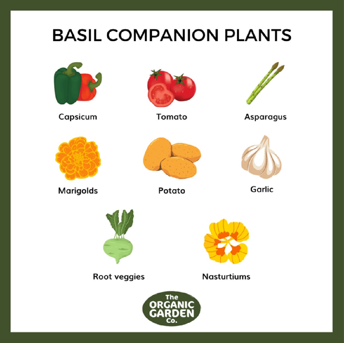 Profesionální pěstitelé prozradili: kterou bylinu si nesmíte posadit vedle rajčat - image 2