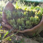 Rozbitá keramika na záhradě? Překvapivý zázrak pro půdu