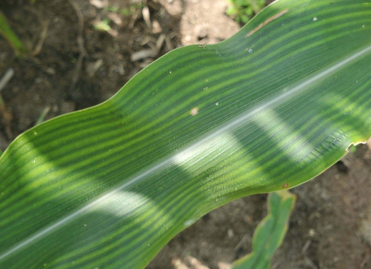 Sirky v květináči? Sníží se vám nedostatek síry v půdě - image 1