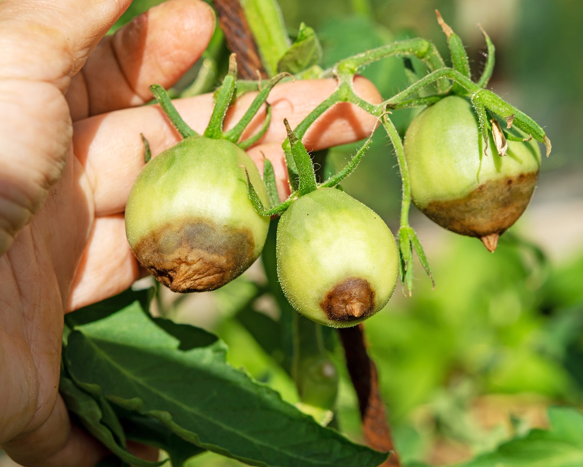 Skořápky od vajec rozdrceném do půdy: co se potom stane s vašimi rajčaty - image 2