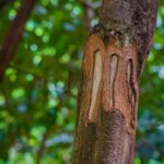 Skořice kolem stromů: jednoduchý trik, kterým se zbavíte mravenců natrvalo