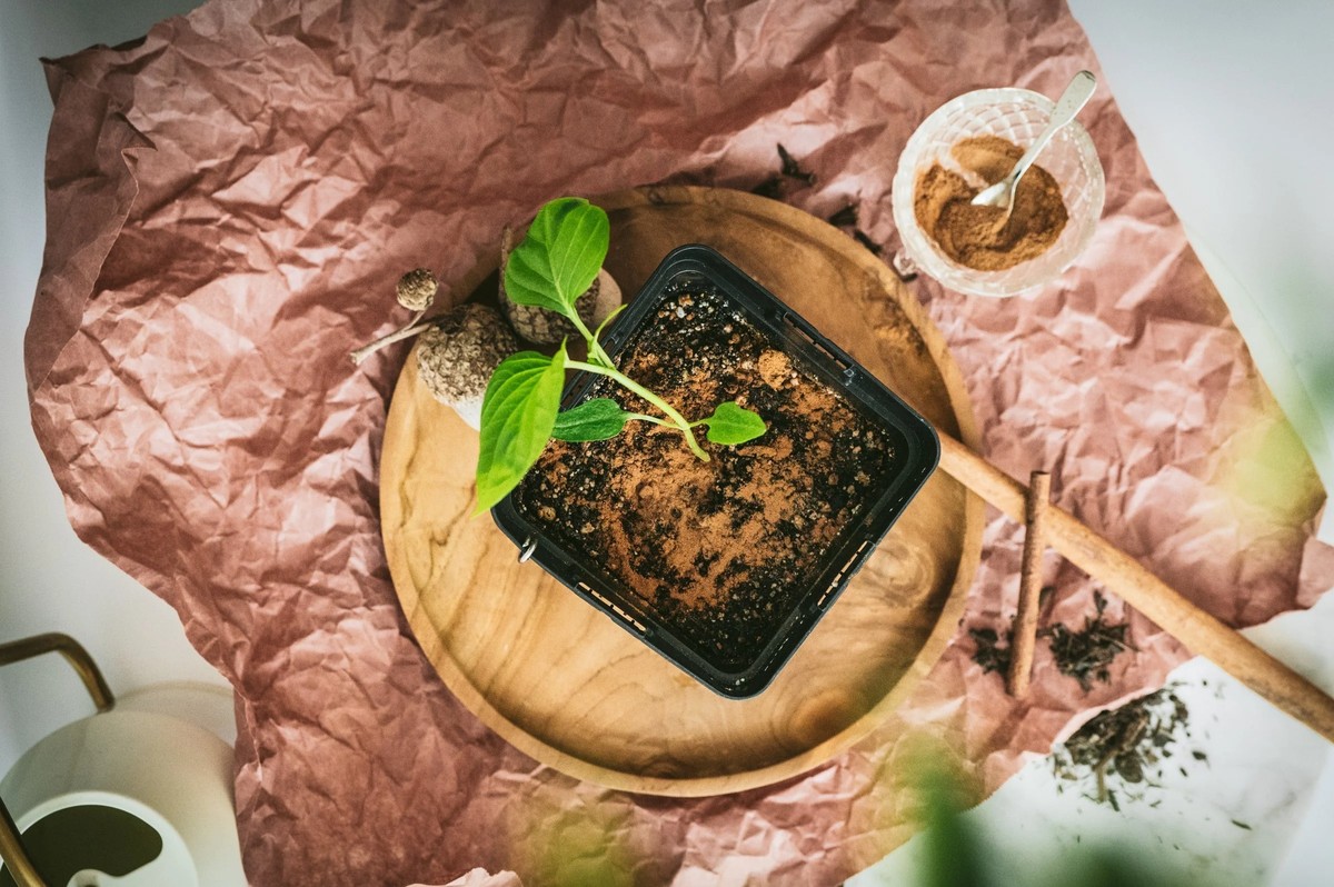 Skořice na kořeny rajčat – stará babičkina zbraň proti hubám, kterou výrobci herbicidů nenávidí - image 1