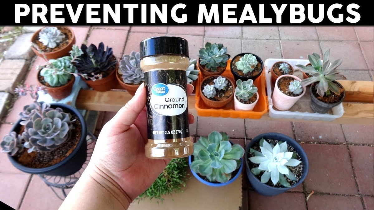 Skořice na záhonu zastavuje червец. Proč to funguje lépe než chemie - image 1