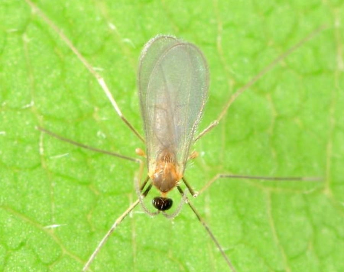 Skořice proti mouchám v zahradě: starobylý trik, který zapomněli všichni - image 1