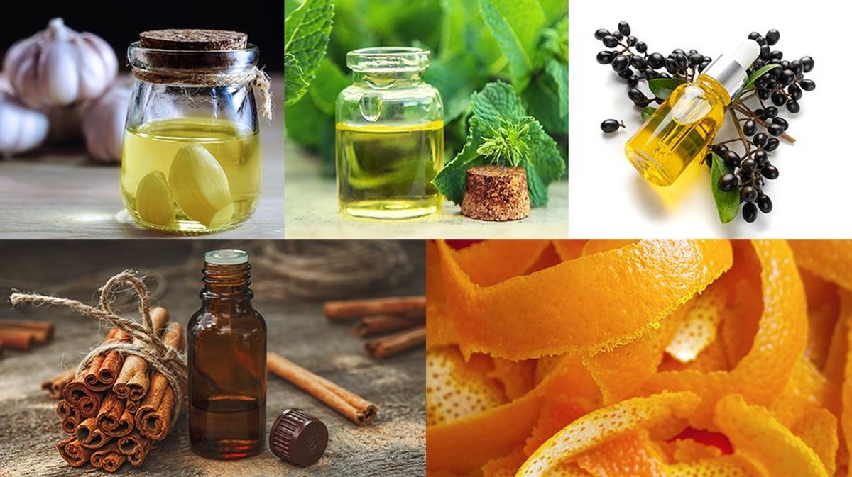 Skořice proti mšicím v rajčatech: starobylý trick, který funguje lépe než pesticidy - image 2