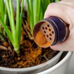 Skořice proti slimákům: jak na to bez jedů a pesticidů