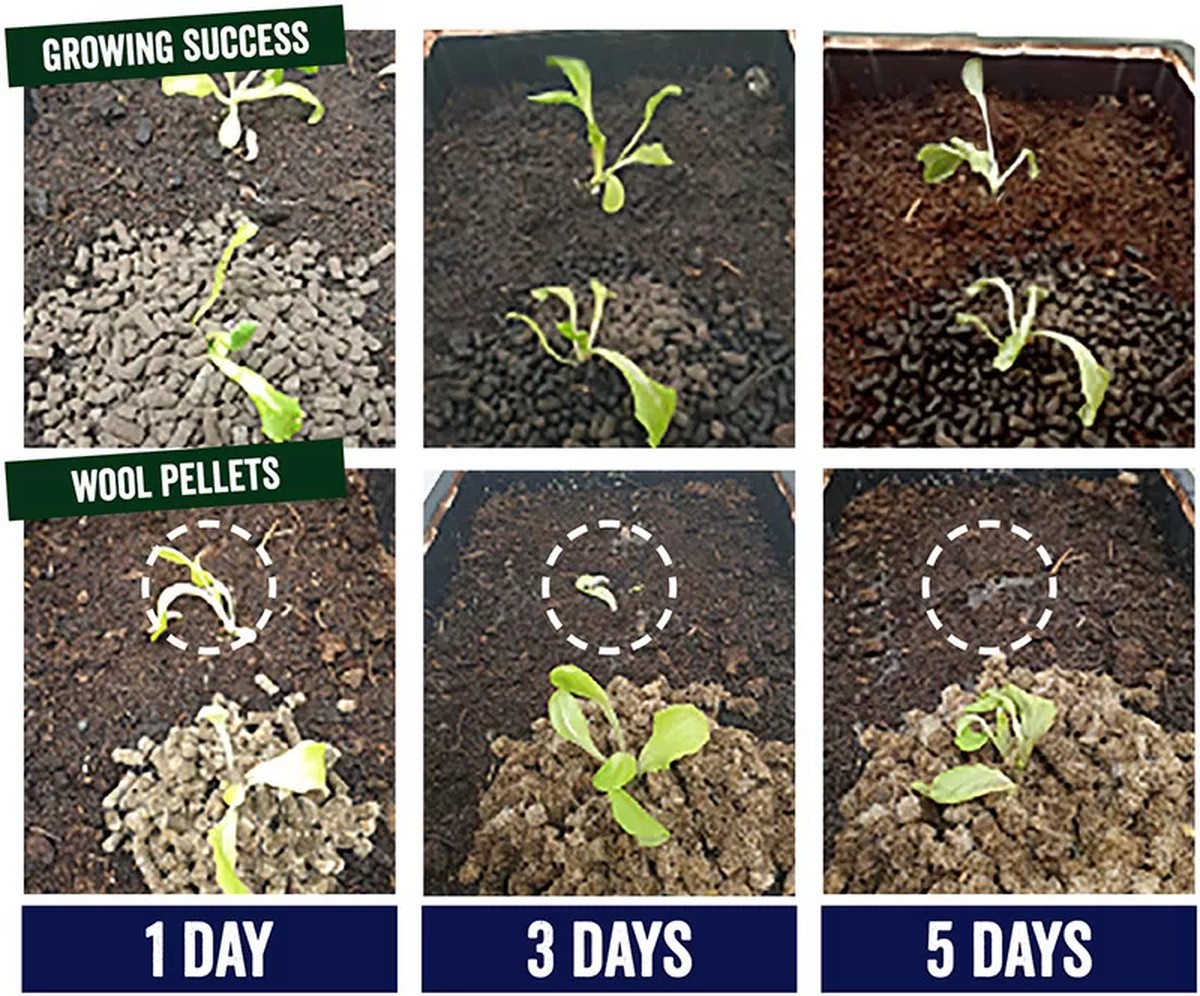 Skořice proti slimákům: jak na to bez jedů a pesticidů - image 1
