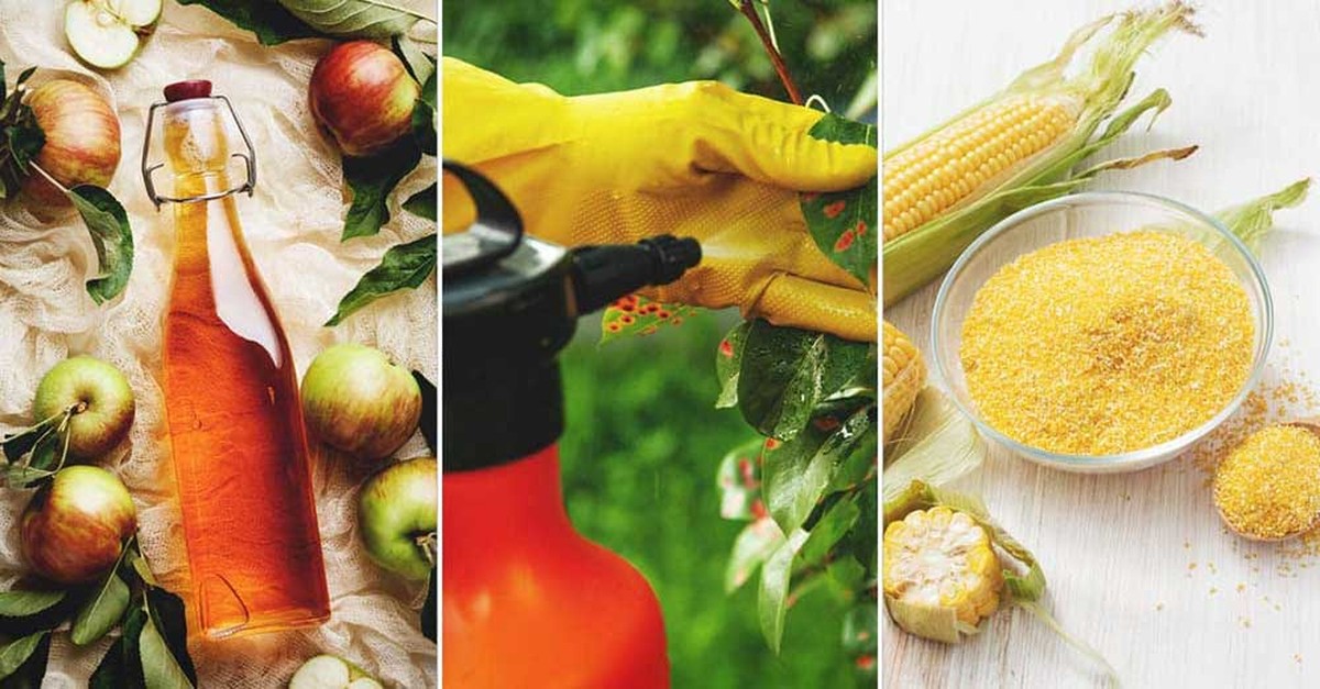 Skořicový prach na rajčatech? Starobylý trik proti plísním, který funguje lépe než chemie - image 2