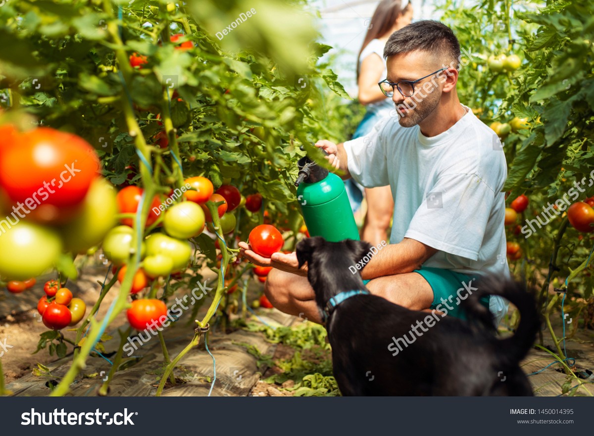 Soda bikarbona na rajčata: proč to funguje líp než fungicid - image 1