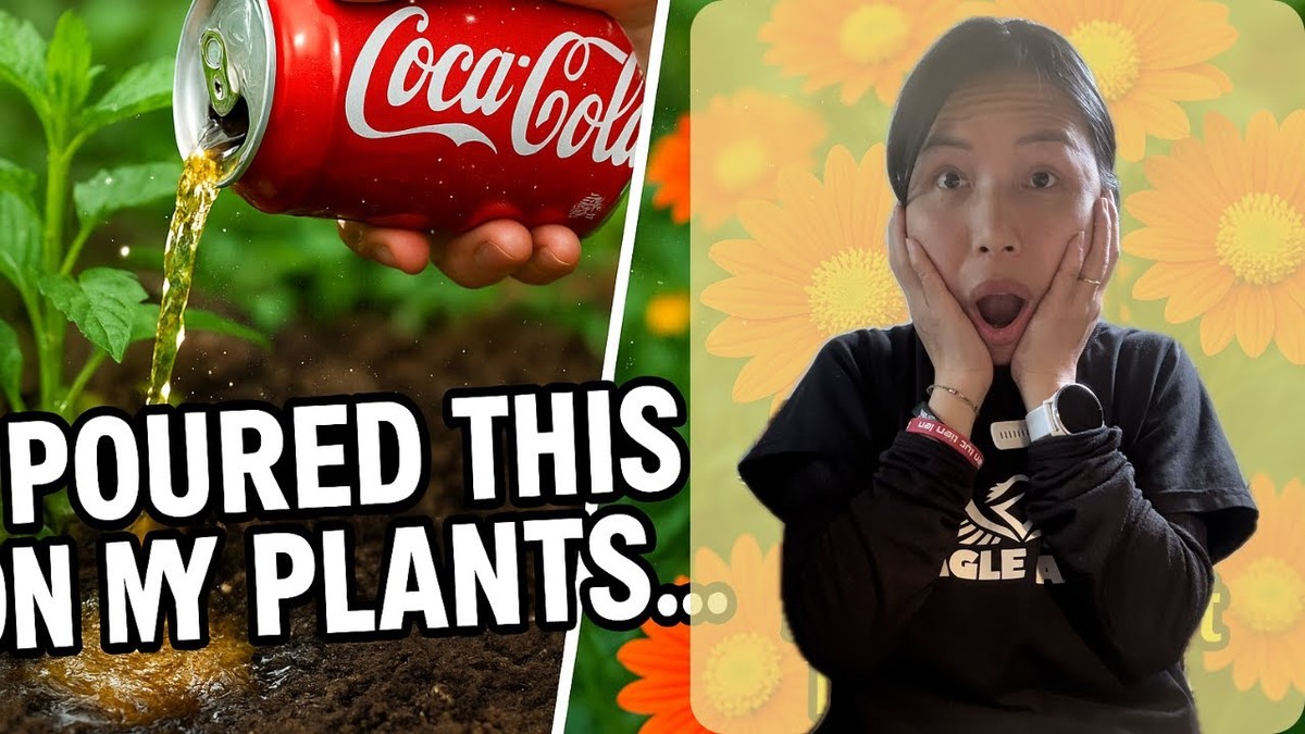 Soda na záhonu: proč zahradníci přidávají tento nečekaný pomocník k rajčatům - image 2