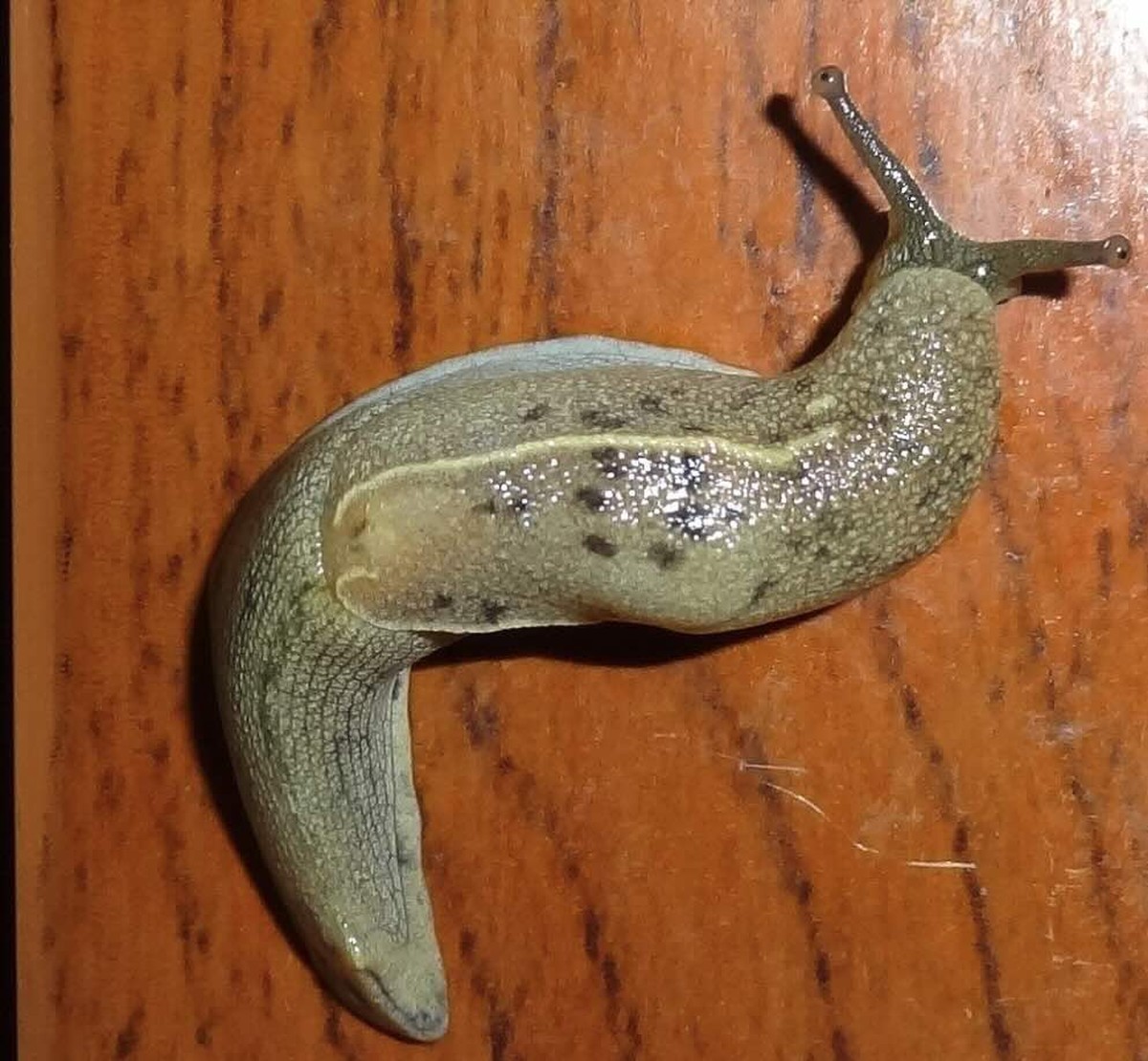 Sodovka a med proti hlístkám: domácí směs, kterou zemědělci skrývají - image 1