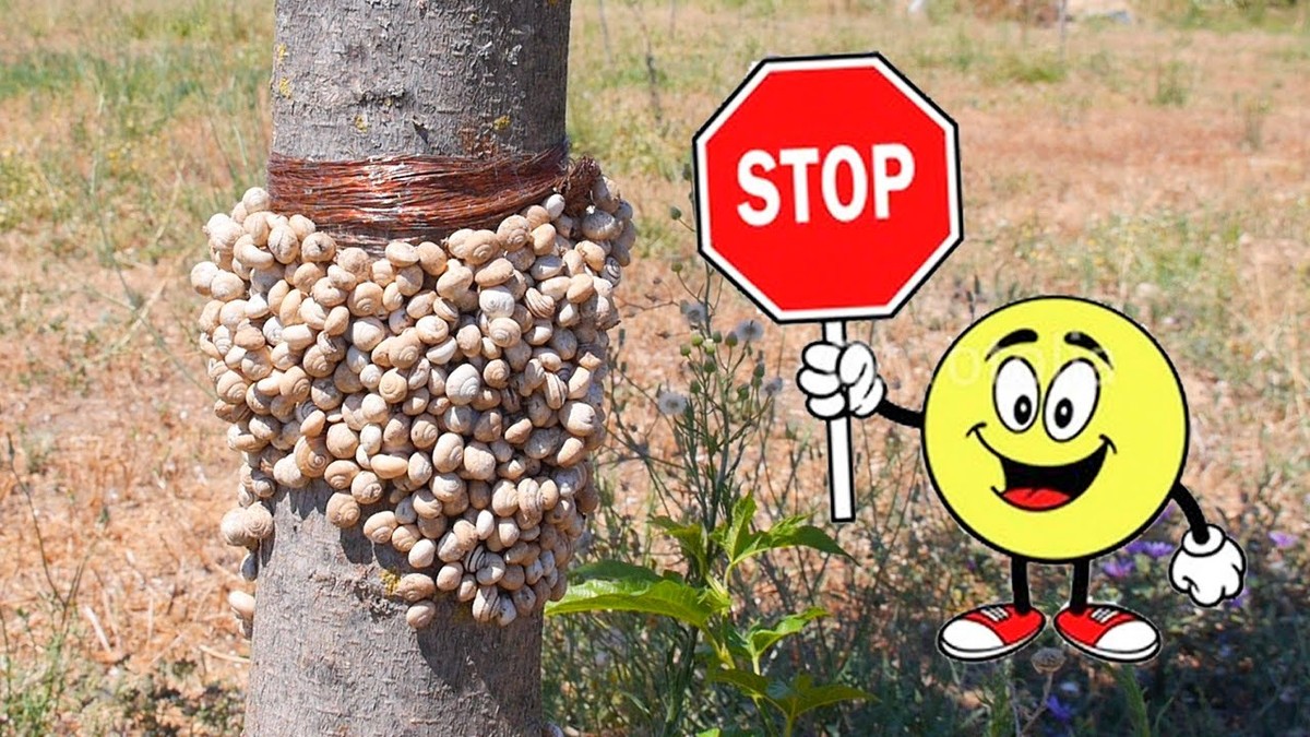 Staré nouze panty jako ochrana proti slimákům? Funguje skvěle - image 2