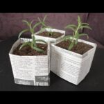 Staré noviny v květináčích? Trik, který ušetří půdu a vlhkost