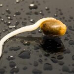 Staré ponožky plné zeminy? Nejlepší způsob, jak zachránit semínka