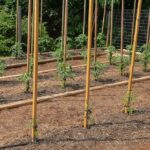 Staré punčochy jako páska na rajčata? Zahradníci to dělají už desítky let