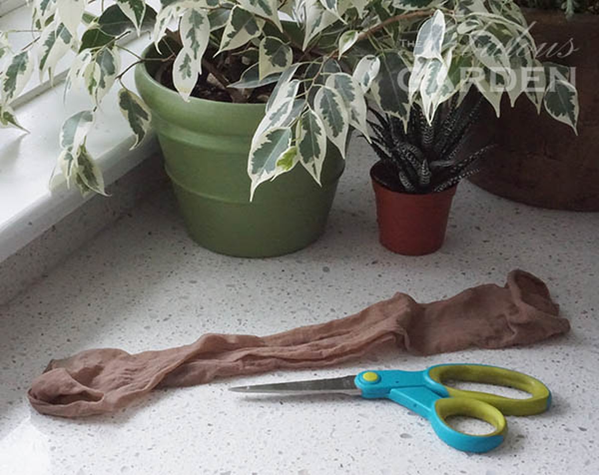 Staré punčochy jako páska na rajčata? Zahradníci to dělají už desítky let - image 1